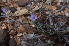 Cyanotis fasciculata